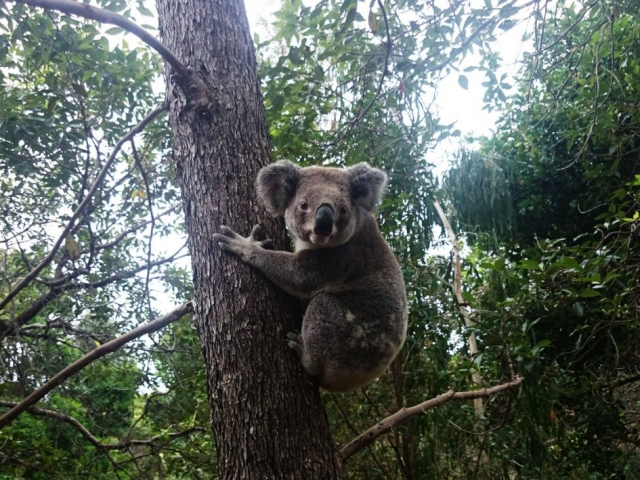 Koala at Pats Retreat Beach House Accommodation, Stradbroke, Queensland, Australia.