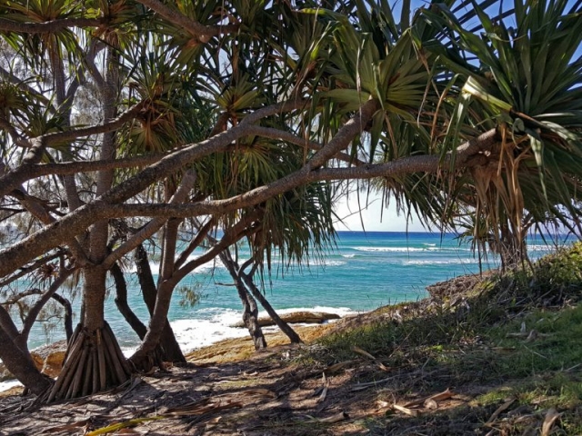 Pandana trees on Stradbroke Island, Queensland Australia