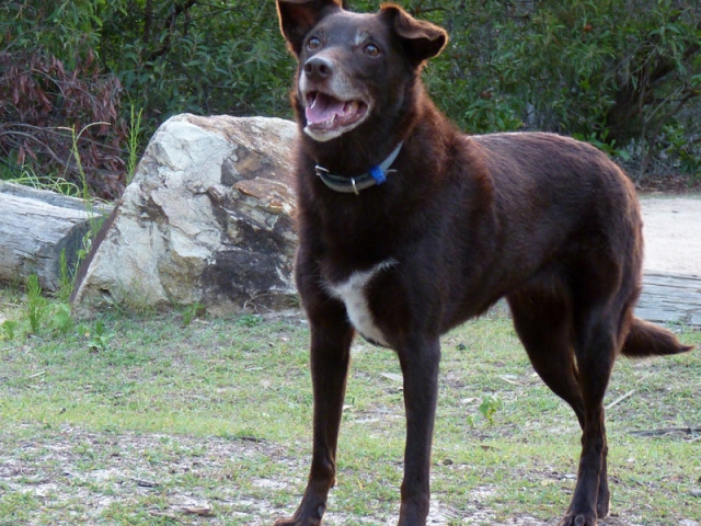 Pet Friendly Accommodation - Pats Retreat, North Stradbroke Island, Queensland Australia