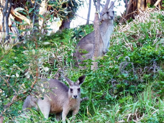 Stradbroke Beach Kangaroos, North Stradbroke Island, Queensland, Australia