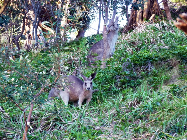Wallabies-Wildlife on Stradbroke Island, Qld Australia. Stay holiday accommmodation beach house Pats Retreat at north Stradbroke.